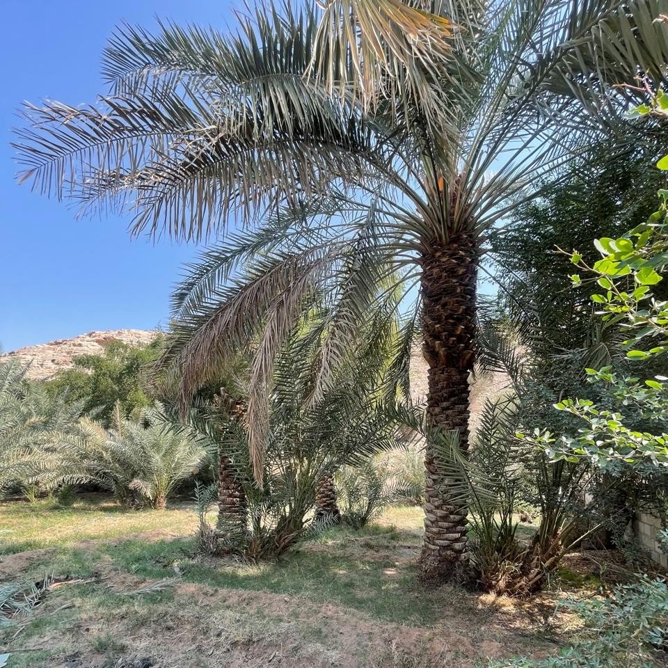 مزرعة للبيع A2